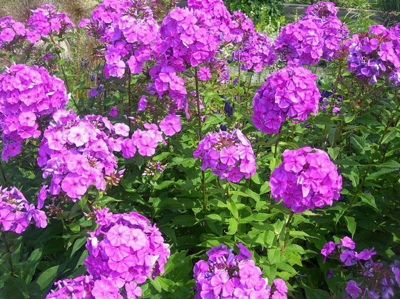 PHLOX FLOWERS, pretty, phlox, purple, plant, HD wallpaper