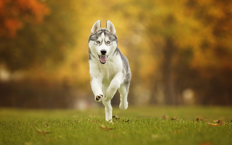 Husky, running dog, pets, forest, lawn, cute animals, Siberian Husky, dogs, Siberian Husky Dog, HD wallpaper