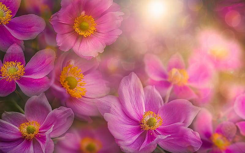 Anemone Flowers, Anemone, pink, Nature, Flower, HD wallpaper