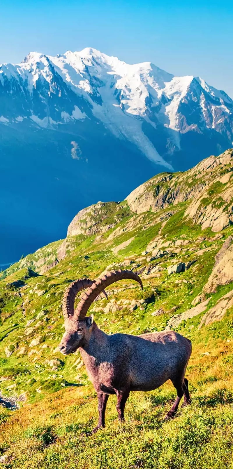 Mountain, bugle, deer, goat, sunsets, HD phone wallpaper | Peakpx