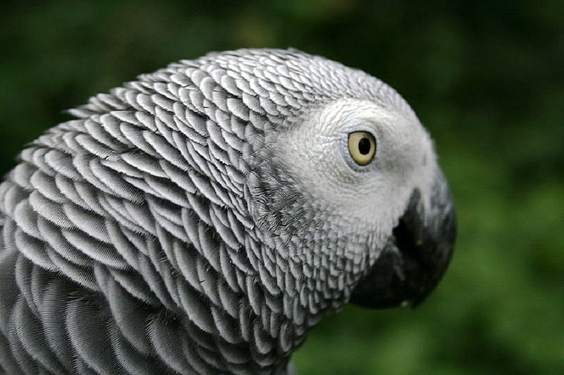 African Grey, gris, parrot, bird, african, HD wallpaper