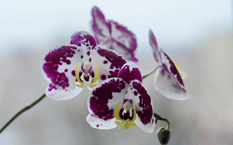 purple white orchids, tropical flowers, orchids, beautiful flowers, orchid branch, HD wallpaper