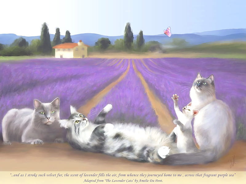 Lavendar Play ( for my Friend Tam , paths, house, playful, scent, trees, cats, field, HD wallpaper