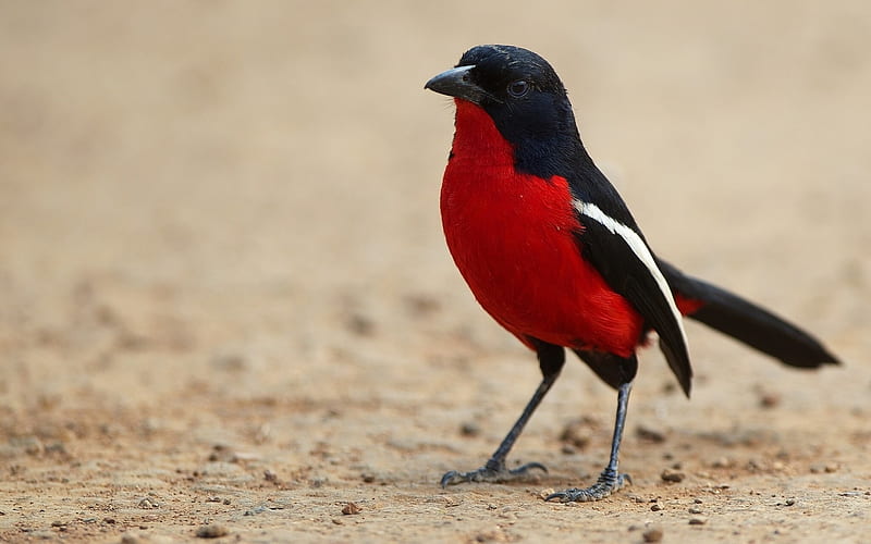 Pájaro rojo y negro, negro, rojo, alas, pájaros, Fondo de pantalla HD |  Peakpx