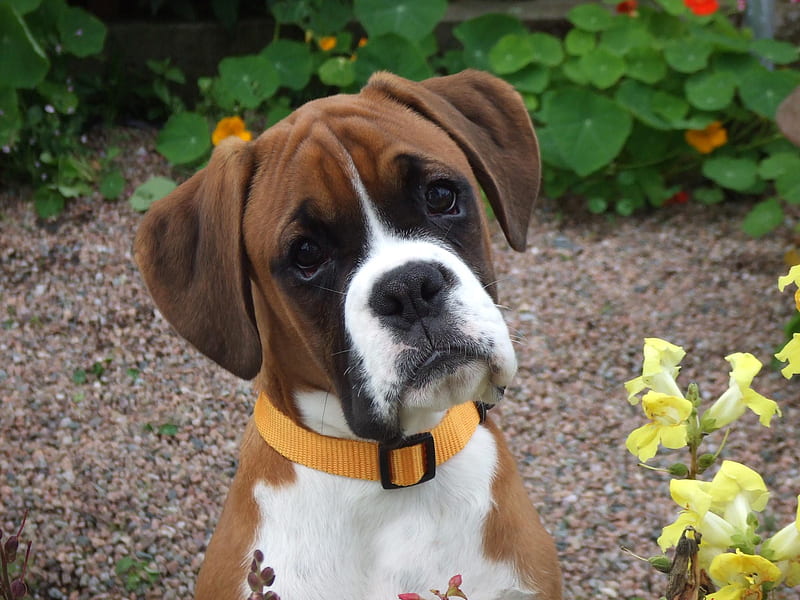 Boxer Eyes, cute dogs, sad dogs, boxer dog, flowers, gardens, nature, dogs, HD wallpaper