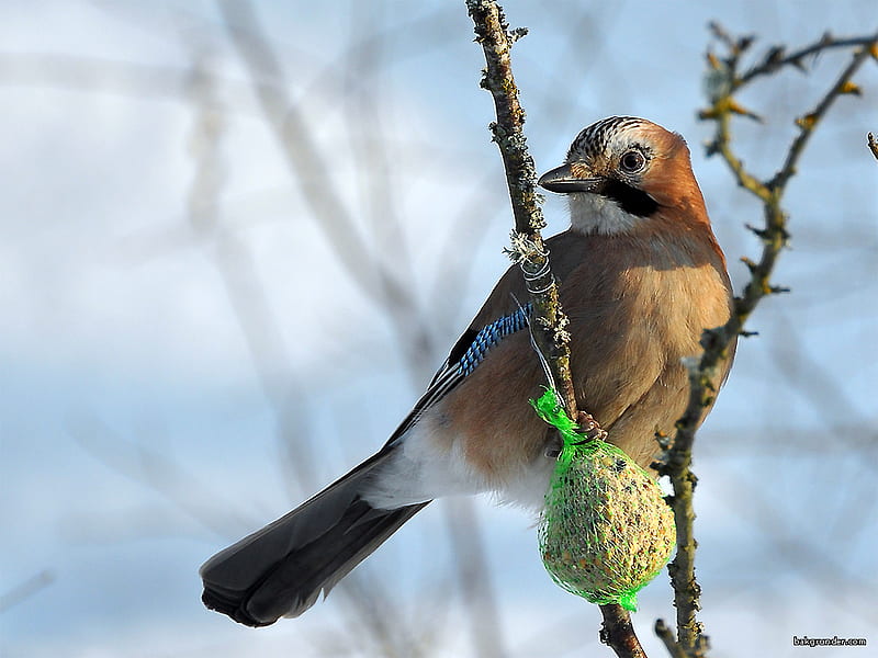 Jay and it's food, seed, bird, brown, white, small, branch, blue, HD wallpaper