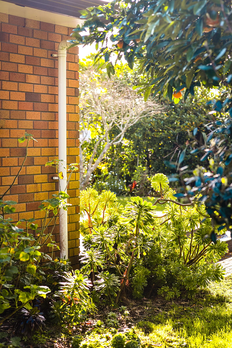 green plant near brown brick wall, HD phone wallpaper