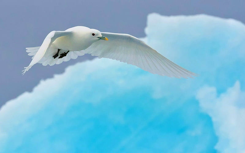 White dove, birds, dove, clouds, animals, HD wallpaper | Peakpx