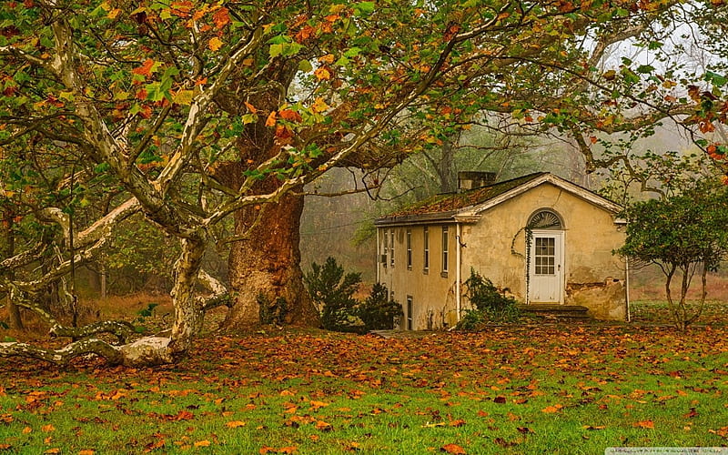 autumn fall, big tree, leaves, autumn, old house, HD wallpaper