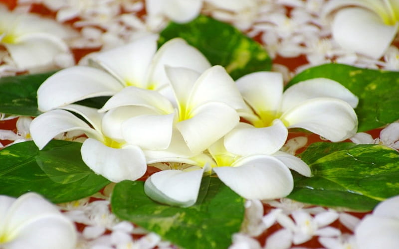 Plumeria, flowers, petals, white, HD wallpaper | Peakpx