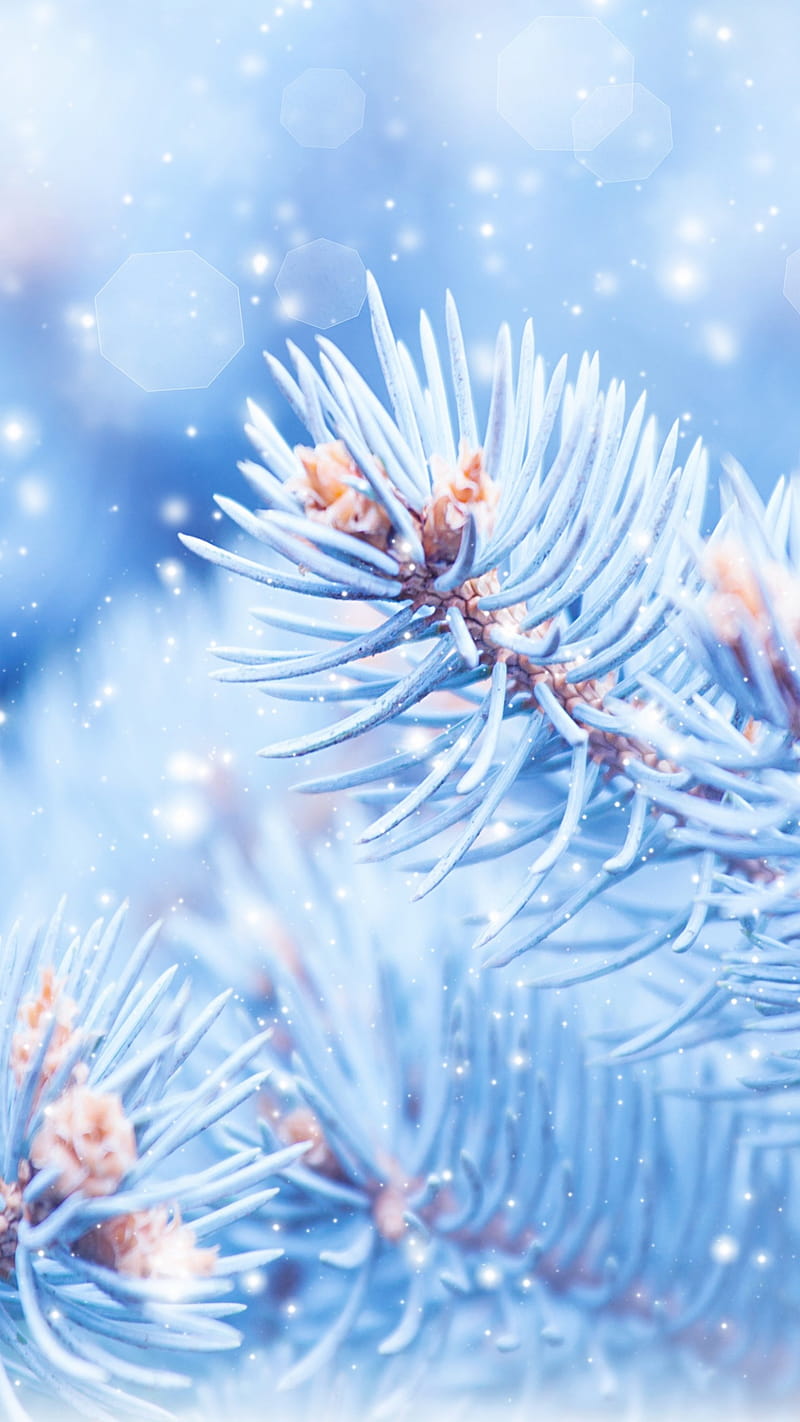 Fir Tree, , , Christmas, Winter, Blue, Nature, Christmas Portrait, HD ...