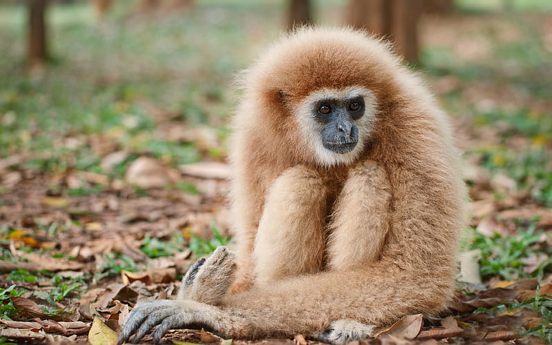Gibbon Primate 2019 High Quality, HD wallpaper
