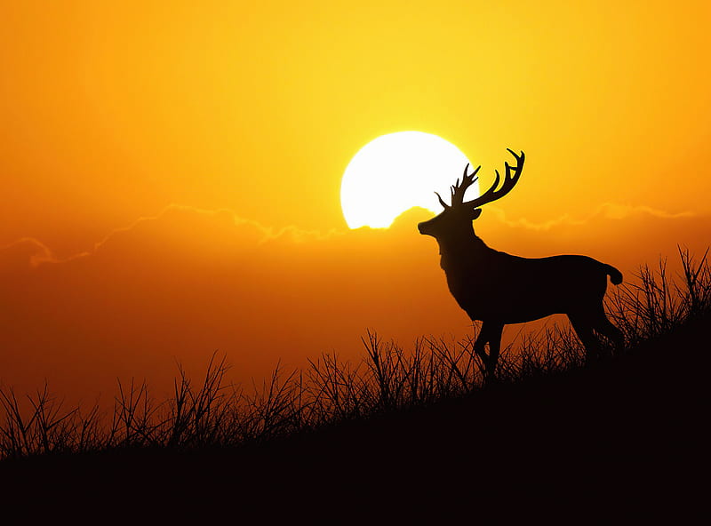 Deer Silhouette Evening , deer, animals, silhouette, graphy, HD wallpaper