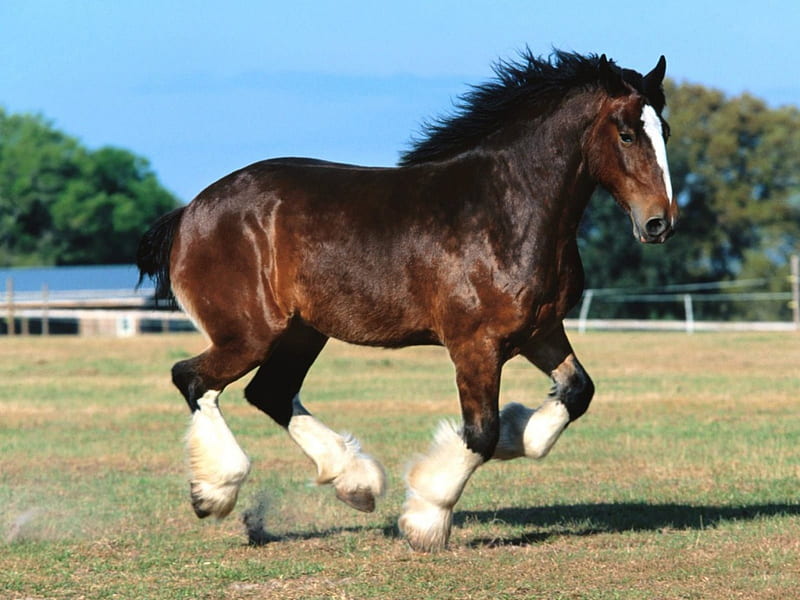 Clydesdale Breed, brown, grass, galloping, ground, clydesdale, animal, leaves, green, blue, tail, breed, sky, trees, horse, daylight, mane, day, nature, HD wallpaper