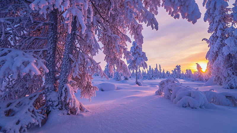 Winter Sunset, sunset, nature, snow, winter, trees, HD wallpaper | Peakpx