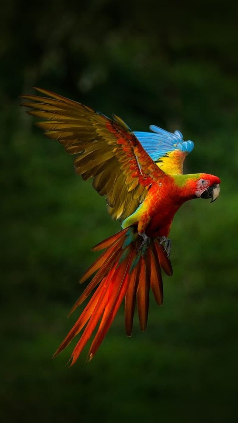 Birds Flying, Red Colorful Macaw, red macaw, colorful macaw, long tailed, parrot, HD phone wallpaper