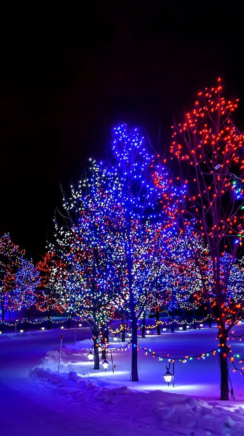 Christmas Lights, holiday, night, trees, HD phone wallpaper