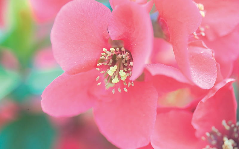 Pink FLowers Wild Flower graphy, HD wallpaper