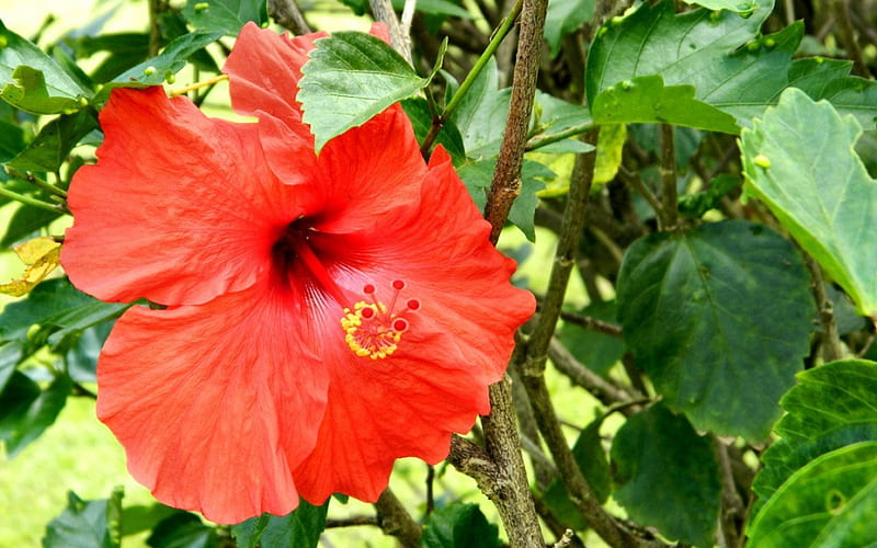 Red-orange Hibiscus, graphy, romance, love, hibiscus, flower, beauty