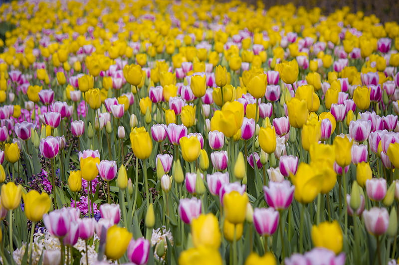 tulips, flowers, field, bloom, HD wallpaper
