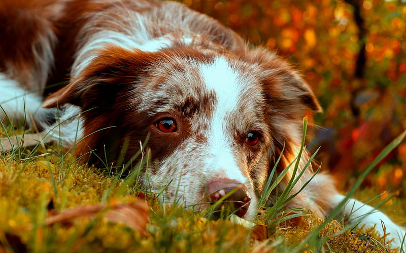 Border Collie, brown-white dog, autumn, yellow leaves, dogs, pets, HD wallpaper