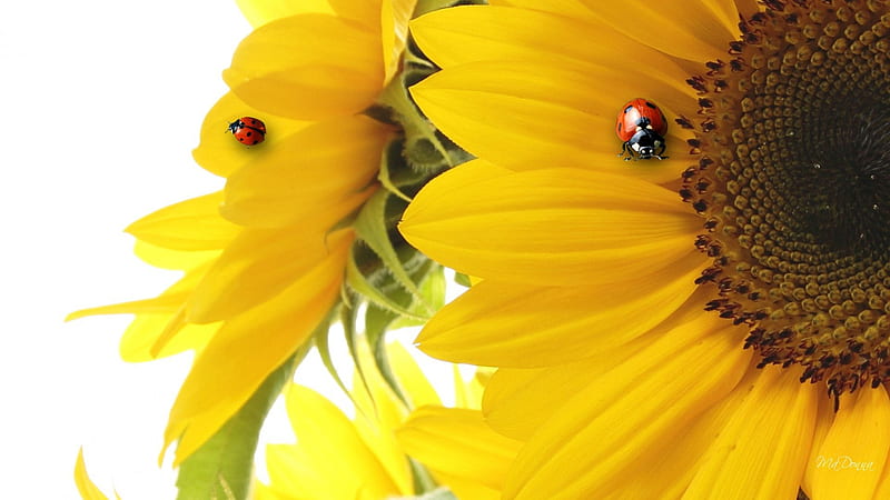 Sunflower Ladybug Play, fall, flowers, autumn, harvest, yellow, sunflower, thanksgiving, ladybug, gold, lady bugs, bright, summer, flowers, HD wallpaper