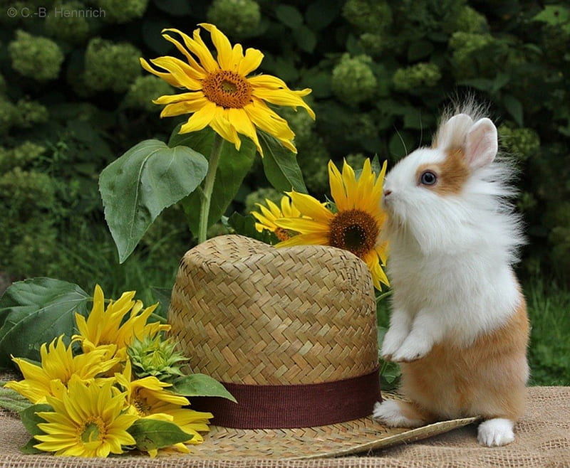 End of summer, rabbit, summer, end, bunny, sun flower, straw, hat, HD wallpaper