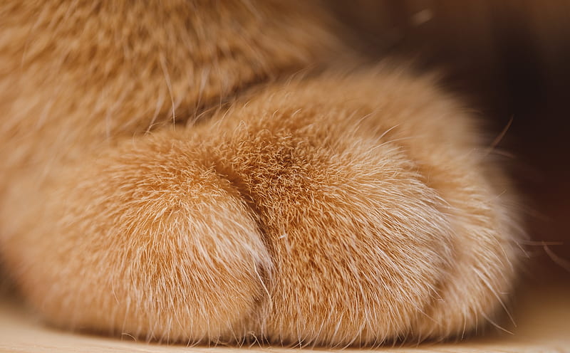 Cat Paw Ultra, Animals, Pets, Paws, HD wallpaper