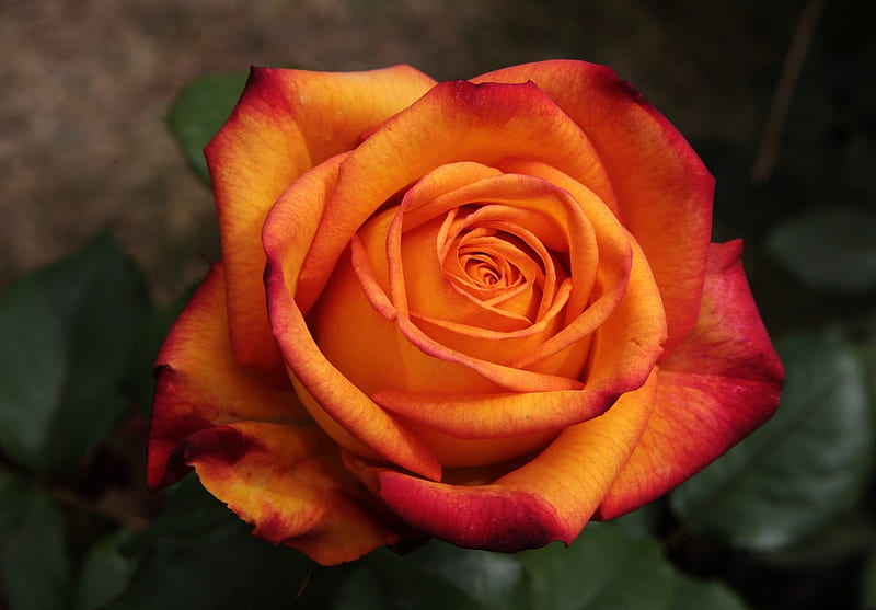 Beautiful Rose, red, rose, deep orange, flower, bonito, HD wallpaper ...