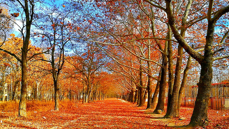 Pave Covered on Red Leaf Between Trees, HD wallpaper