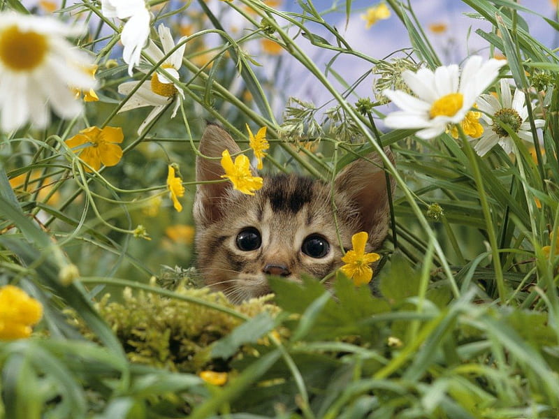 WELCOME SPRING, games, grass, springtime, kittens, playful, pets, seasons, daisies, blossoms, flowers, hideaway, cats, animals, HD wallpaper