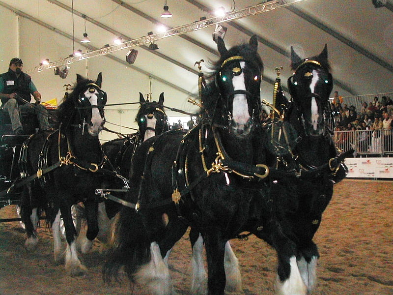 a group of shires, black, carrage, breed, hevey, wieght, horses, tallest breed, HD wallpaper