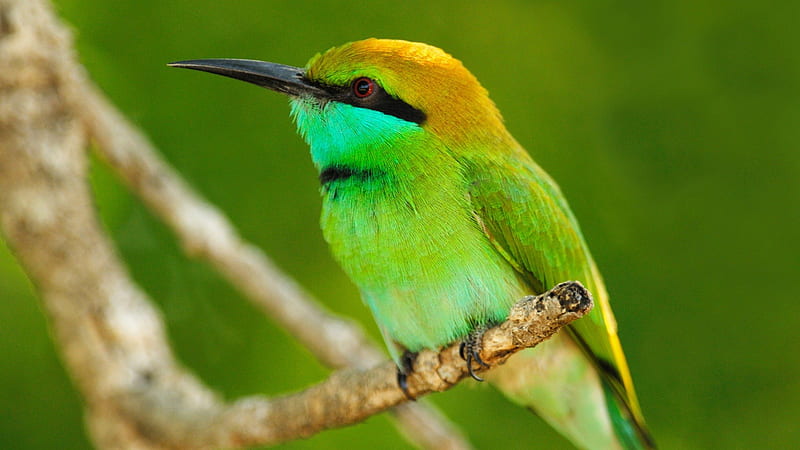 *** Green and beautiful ***, bird, green, animals, animal, HD wallpaper