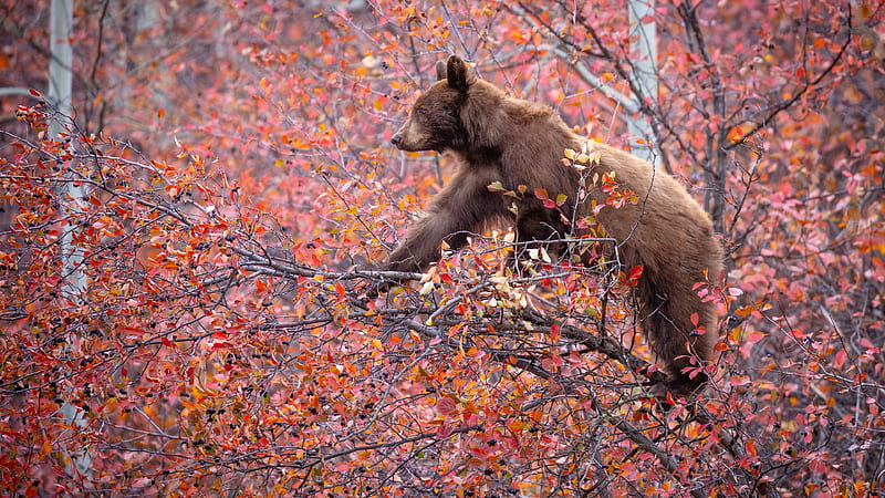 Bear Is Standing On Tree Branch Animals, HD wallpaper