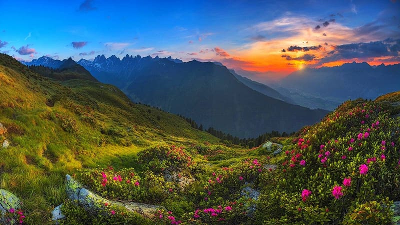 Landscape, Sunset, Mountain, Flower, Forest, , Spring, HD wallpaper ...