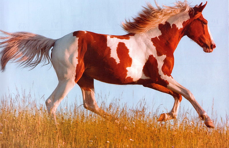 Pintura corriente, caballos al galope, caballos hermosos, caballos, caballos  de pintura, Fondo de pantalla HD | Peakpx