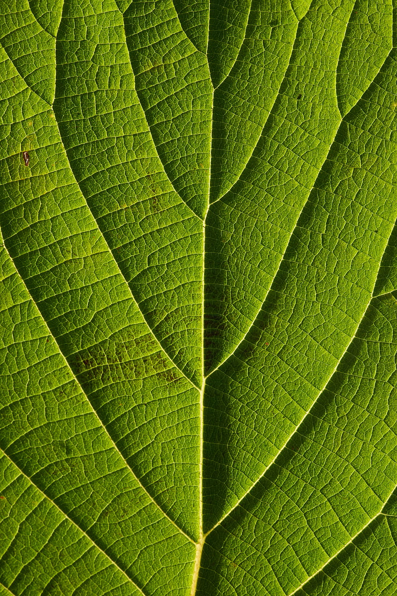 leaf, veins, macro, lines, HD phone wallpaper