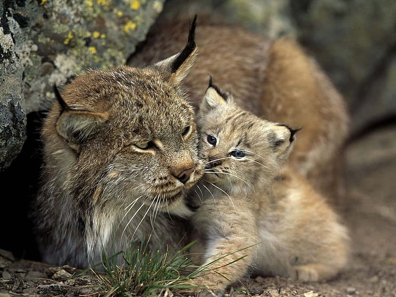 nature, animals, lynx, cub, baby, HD wallpaper