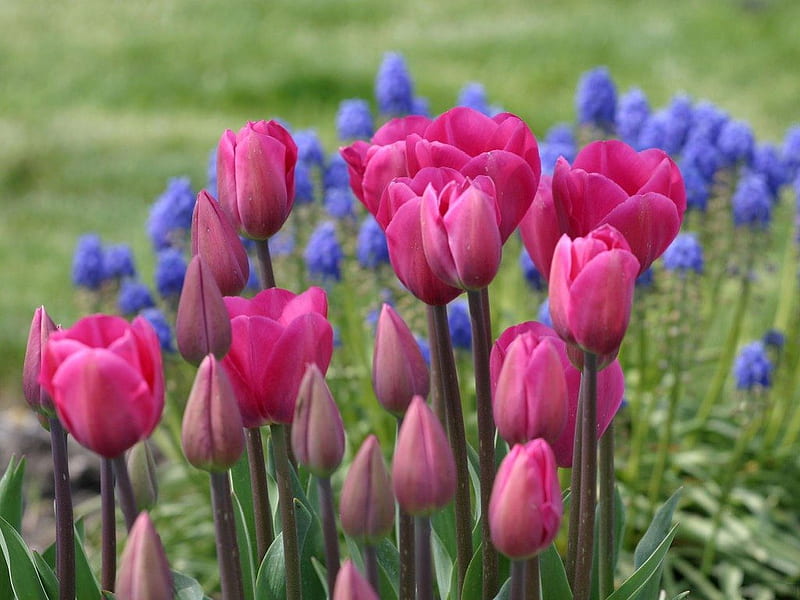 TULIPS MOST LOVELY, flowers, gardens, pinks, blues, tulips, blooms, holland, HD wallpaper