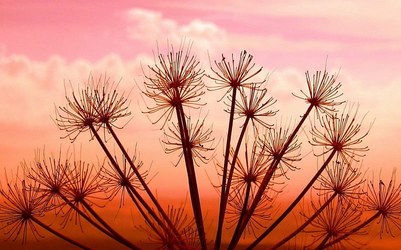 Desert flowers, red, desert, orange, flower, black, nature, twilight