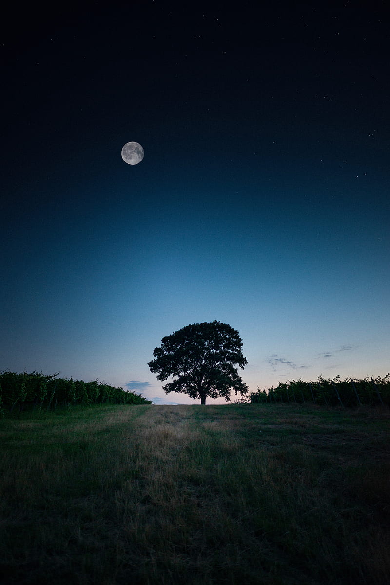tree, landscape, twilight, evening, dark, HD phone wallpaper