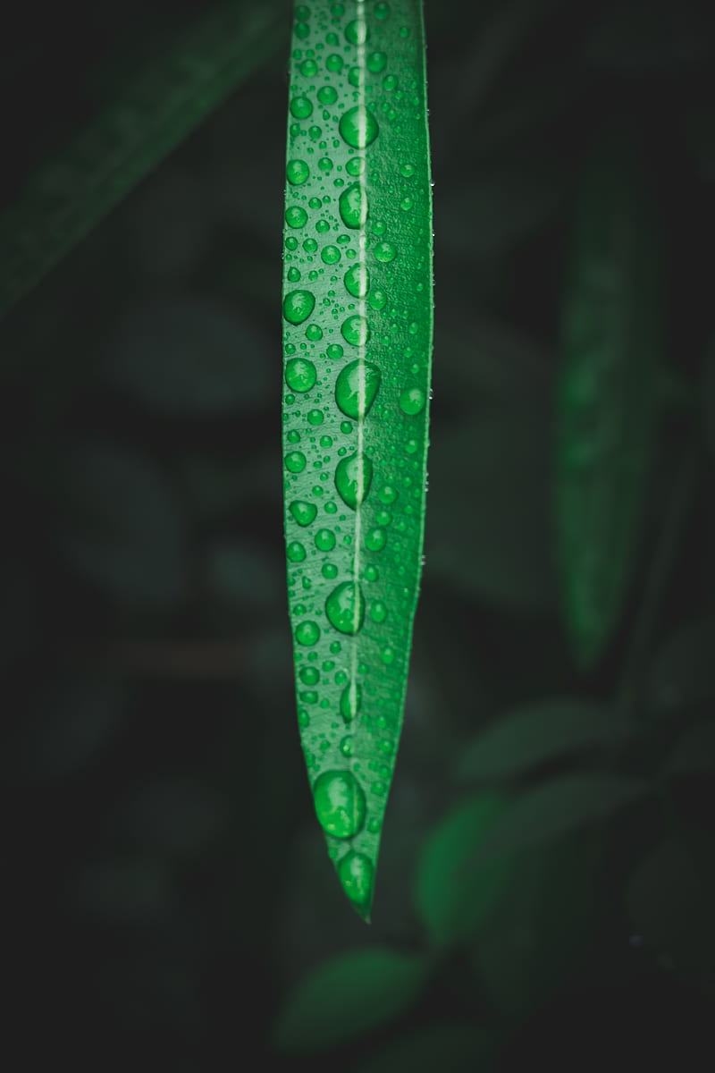 close up graphy of water drops on green leaf, HD phone wallpaper