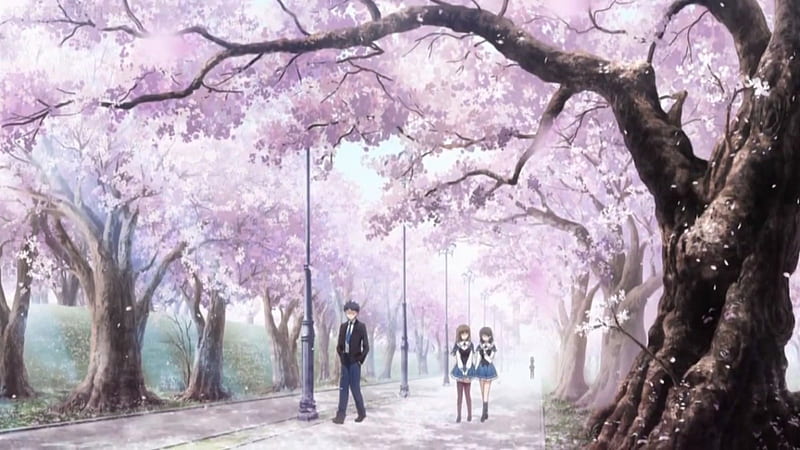 Blossom Path, pretty, scenic, guy, bonito, absolute duo, floral, cherry blossom, sweet, blossom, nice, anime, path, beauty, scenery, pink, blososm, sakura, male, lovely, tree, boy, flower, petals, scene, cherry, HD wallpaper