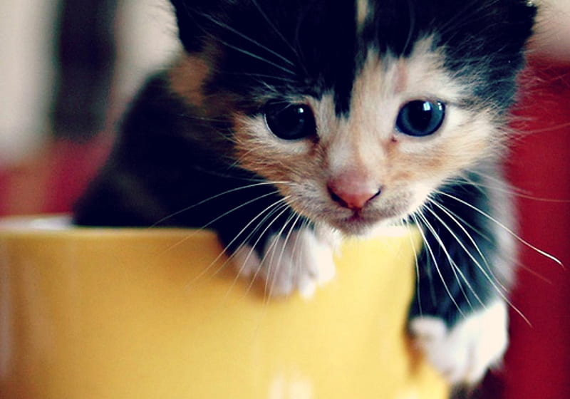 Good morning!, cute, yellow, funny, cat, kitten, animal, bowl, HD wallpaper