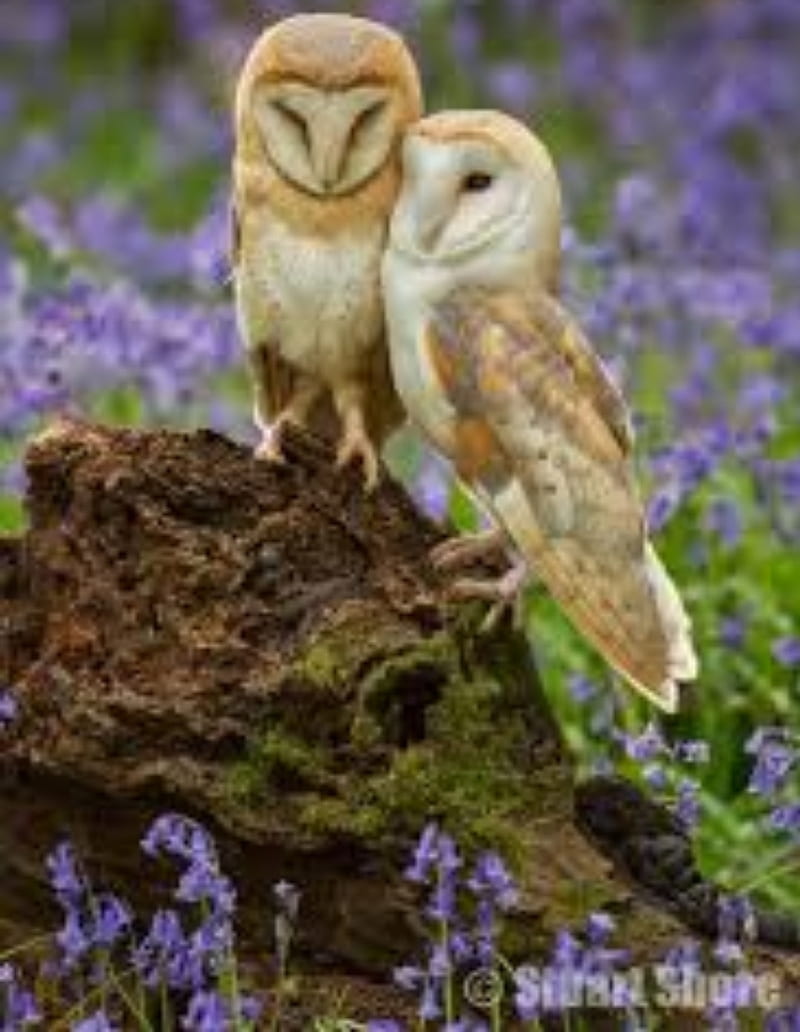 Barn owls cuddling, barn owls, nature, HD phone wallpaper