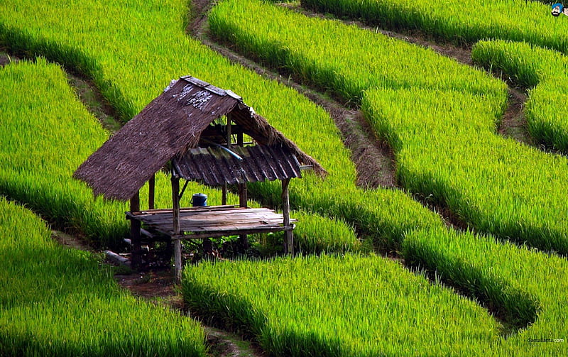 small house in the rice field, rice, house, small, field, HD wallpaper
