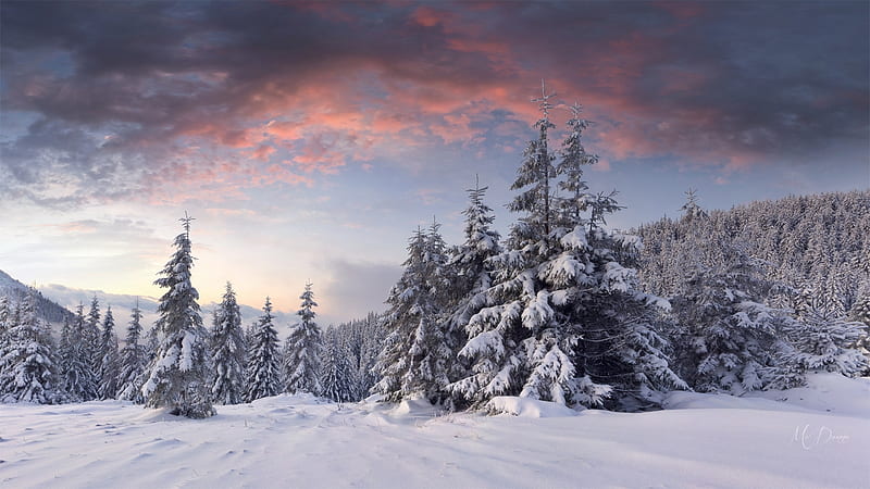 Snowy Forest, hills, forest, snow, mountains, woods, sunrise, sunset, winter, HD wallpaper