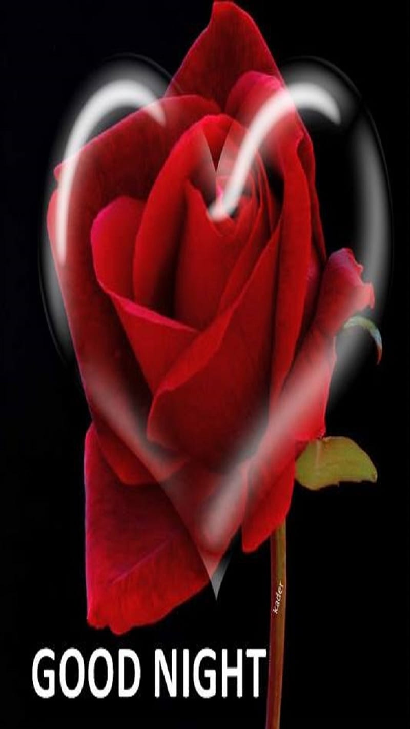Love, heart, rose, HD phone wallpaper | Peakpx