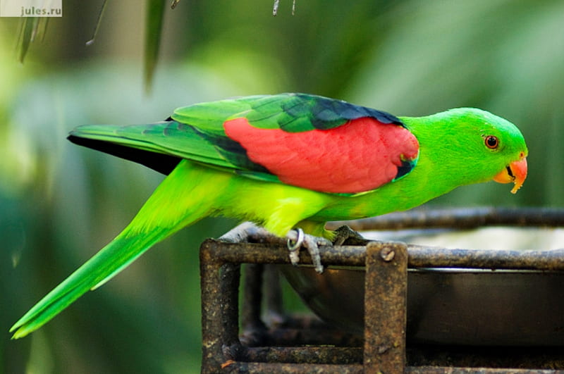 Colorful Bird, colorful, passaro, bird, animals, HD wallpaper