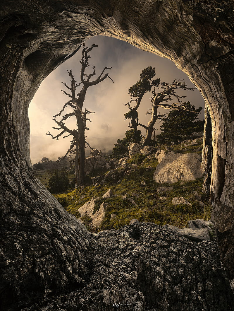 nature, tree stump, trees, rocks, sky, Portal , grass, HD phone wallpaper